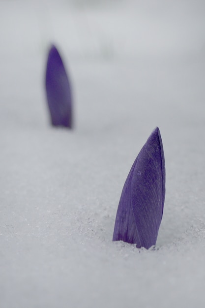 Crocus bourgeons violets sous la neige. Le début du printemps.