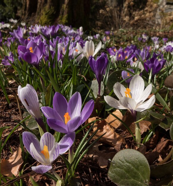 Crocus colorés sur un pré au printemps, Norvège