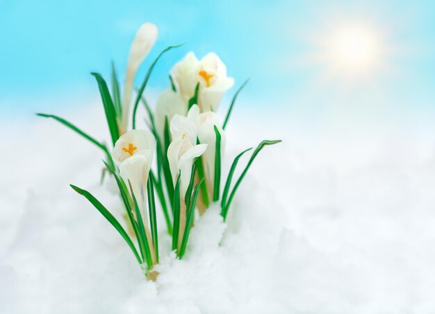 Crocus dans la neige