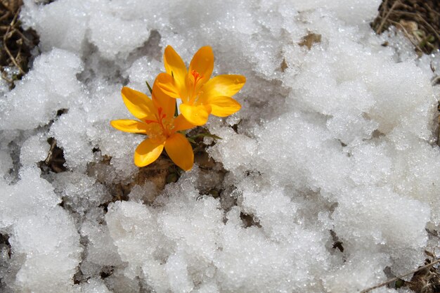 crocus dans la neige