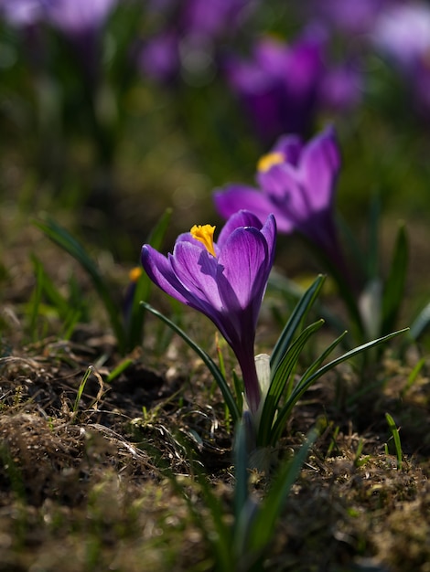 Crocus dans une prairie ensoleillée.