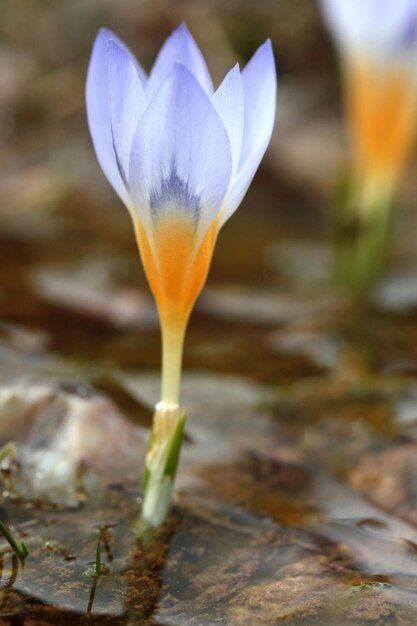 Crocus avec des eaux de neige