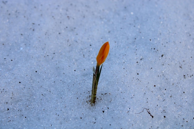 Crocus flavus sort de la neige.