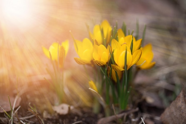 Crocus fleur jaune sur une journée ensoleillée de printemps dans le jardin Belles premières fleurs pour la conception