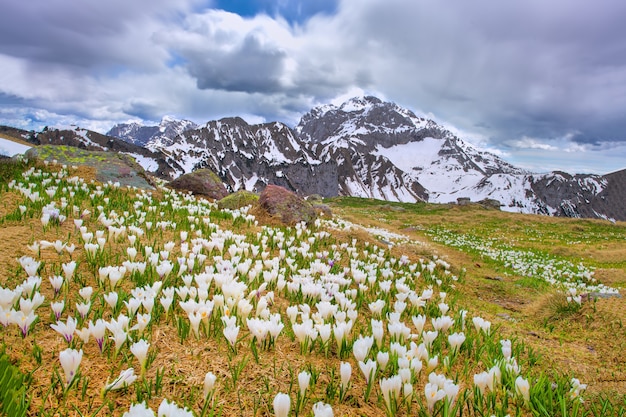 Les crocus fleurissent au printemps lorsque la neige fond dans les montagnes