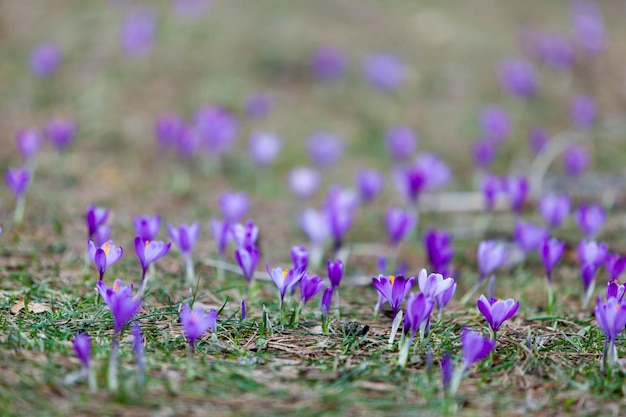 Crocus en fleurs au début du printemps