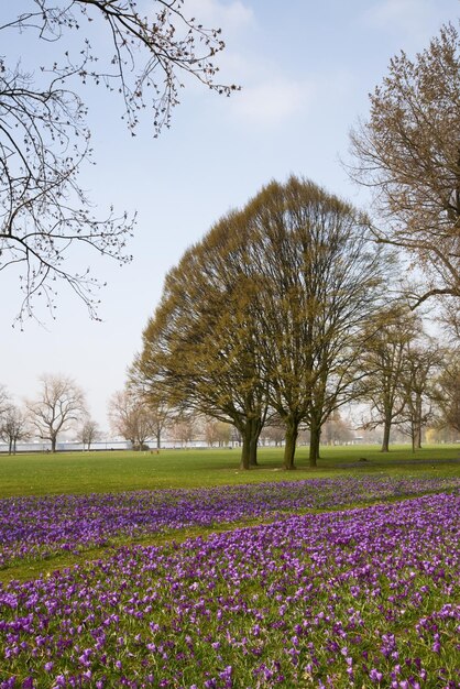 Crocus en fleurs dans le parc, Düsseldorf, Allemagne