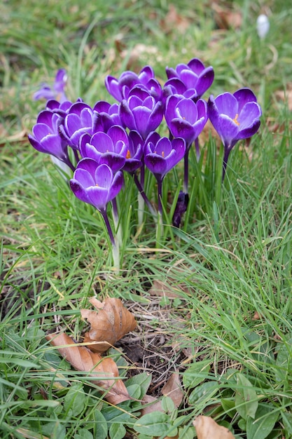 Crocus en fleurs à East Grinstead