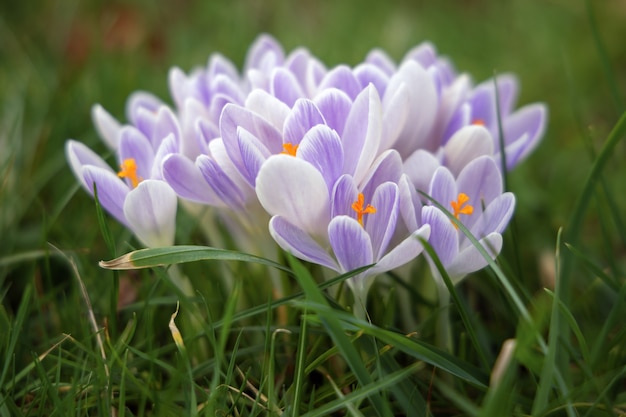 Crocus en fleurs à East Grinstead