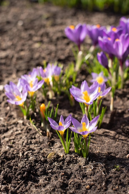 Crocus de fleurs printanières et revitalisation de la nature