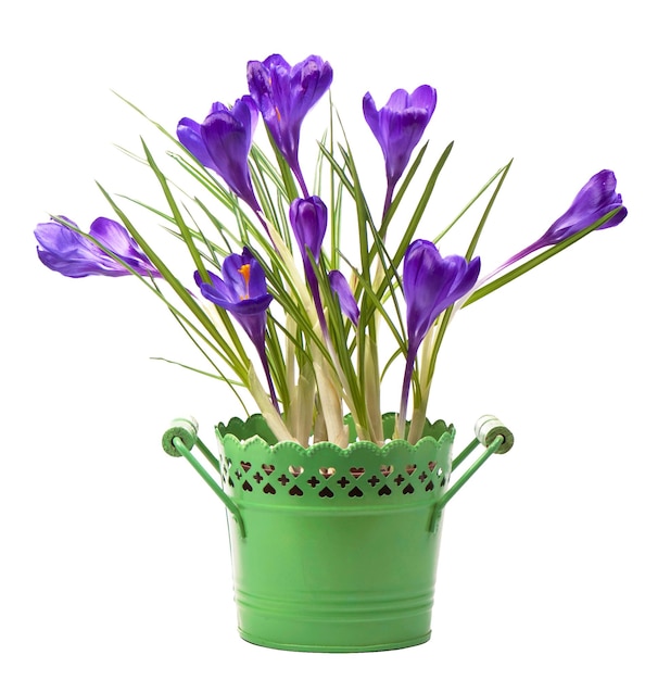 Crocus fleurs de printemps dans un pot vert isolé sur fond blanc