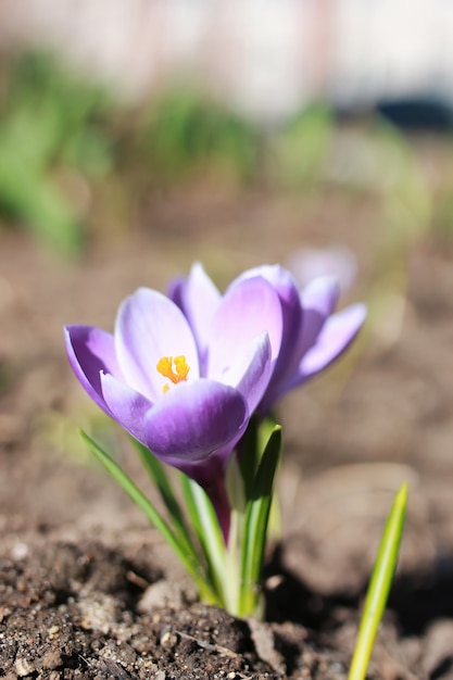 Crocus de fleurs de printemps