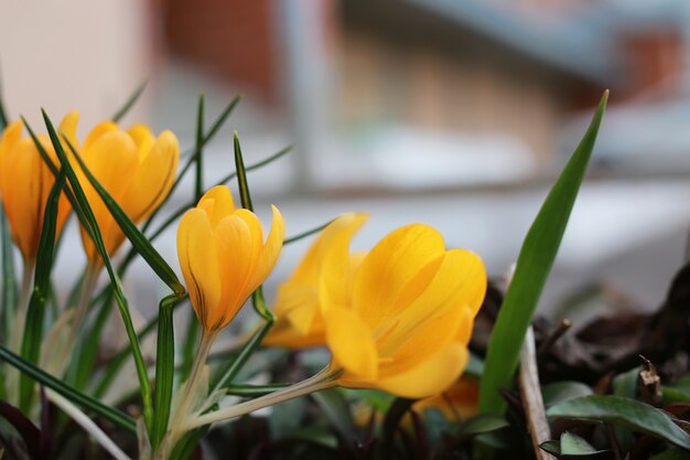 Crocus de fleurs de printemps