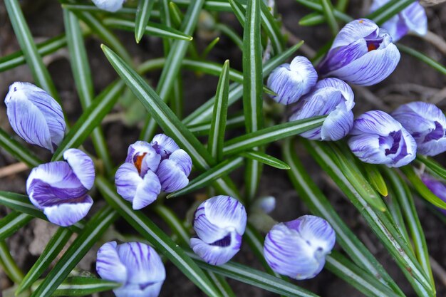 Crocus en fleurs