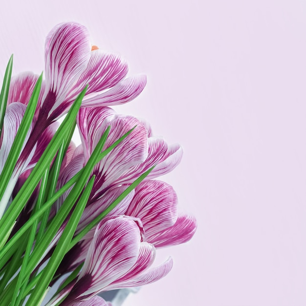 Crocus frais sur fond rose