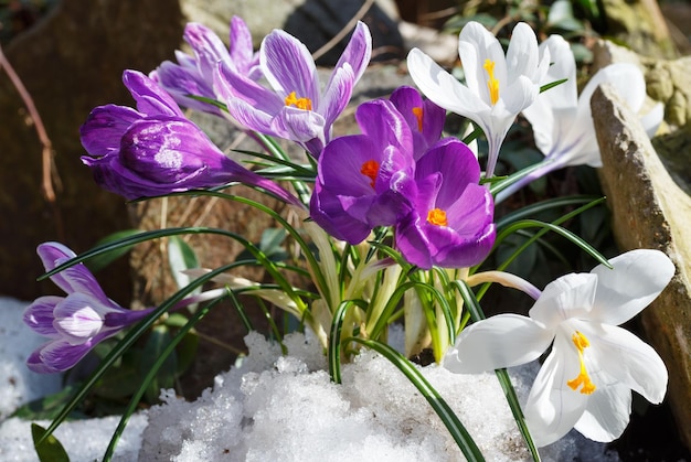 Crocus heuffelianus de printemps fleurs sur prairie pierreuse de printemps