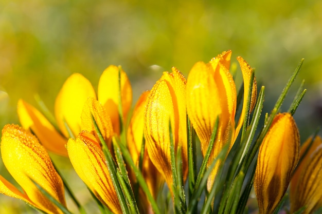 Crocus jaune dans le gel du matin