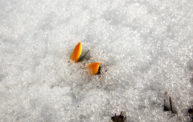 crocus jaune dans la neige