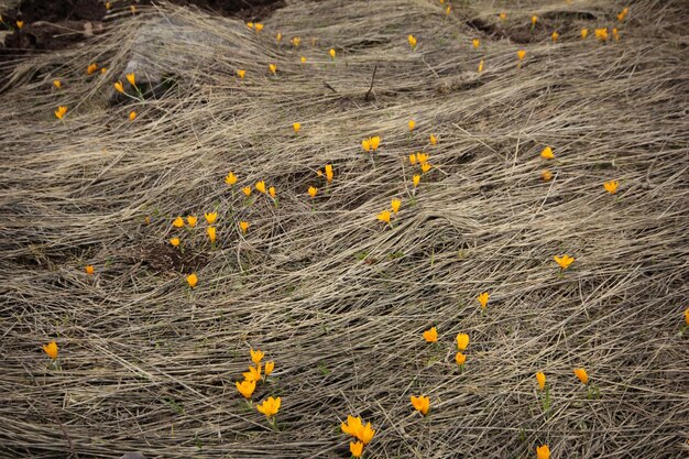 Crocus jaune