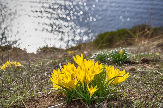 Crocus jaunes et mer