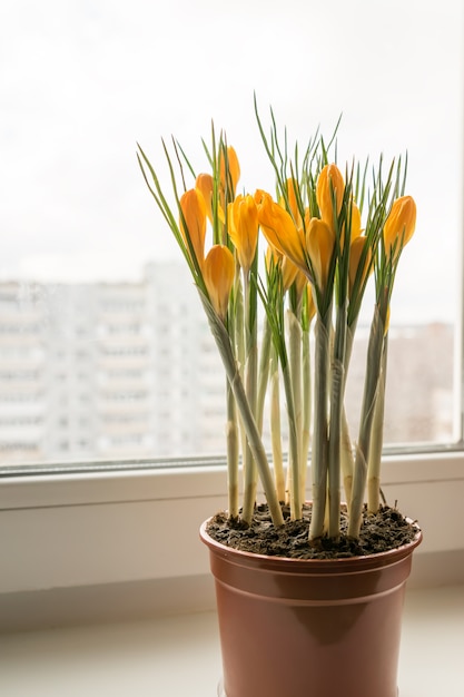 Crocus jaunes en pot en plastique sur le rebord de la fenêtre. Fleurs de printemps, jardinage domestique