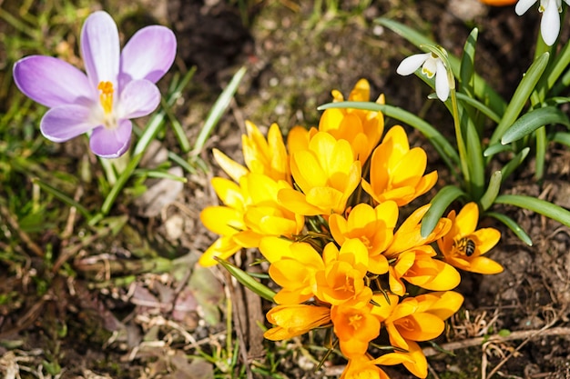 Les crocus mauves et jaunes germent au printemps dans le jardin. Symbole du printemps