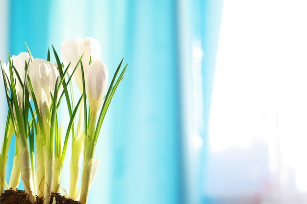 Crocus, pluriel crocus ou croci est un genre de plantes à fleurs de la famille des iris. Un seul crocus, un tas de crocus, une prairie pleine de crocus, un gros plan de crocus. Crocus sur fond blanc.