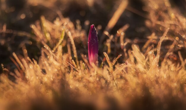 Photo crocus printanier tôt le matin du printemps