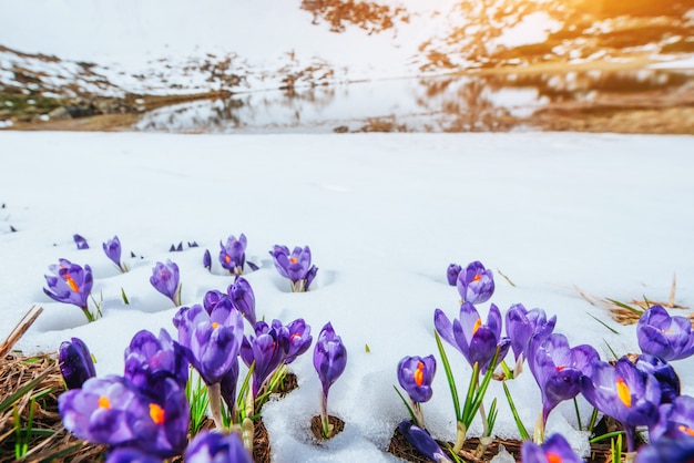 Crocus de printemps dans la fonte des neiges