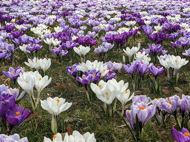 Crocus de printemps en fleurs