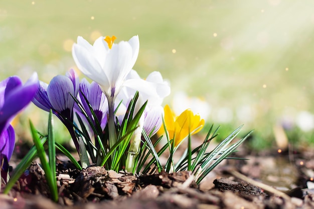 Crocus de printemps multicolores au petit matin fleurs de printemps en plein air dans l'herbe avec bokeh léger