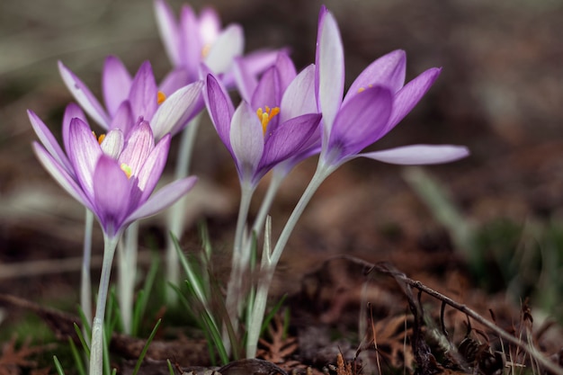 Les crocus de printemps violets atteignent les premiers rayons du soleil.