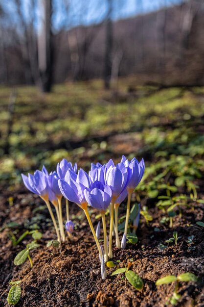 Crocus pulchellus ou crocus poilu fleur pourpre au début du printemps après les incendies de forêt la nature renaît