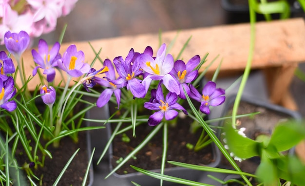 Crocus tommasinianus le crocus des bois ou crocus précoce