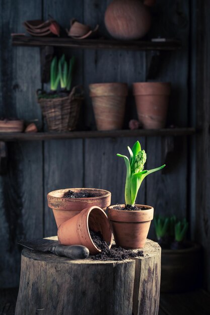 Un crocus vert fraîchement cultivé et un sol sombre fertile