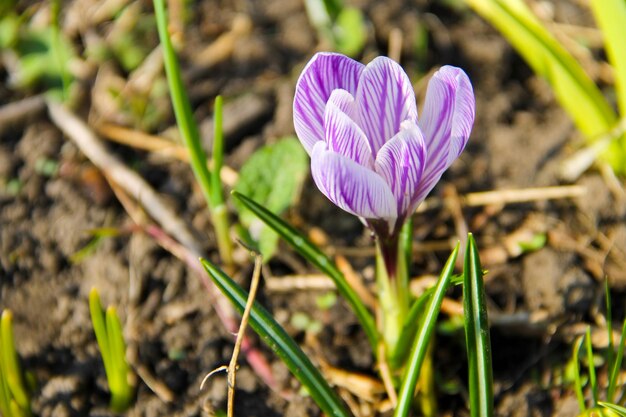 Crocus violet au début du printemps