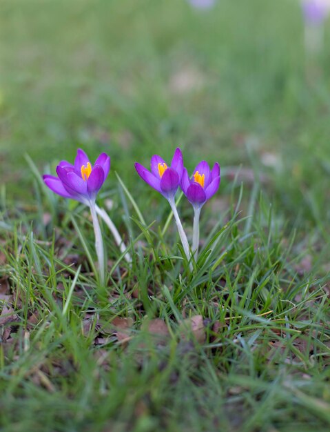 crocus violet fleurs nature printemps