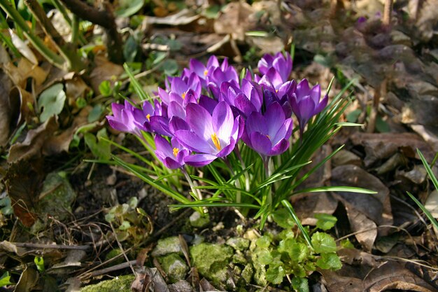 Crocus violet printanier lumineux et délicat dans le jardin tôt le matin ensoleillé