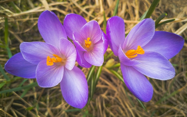 Crocus violets Crocus