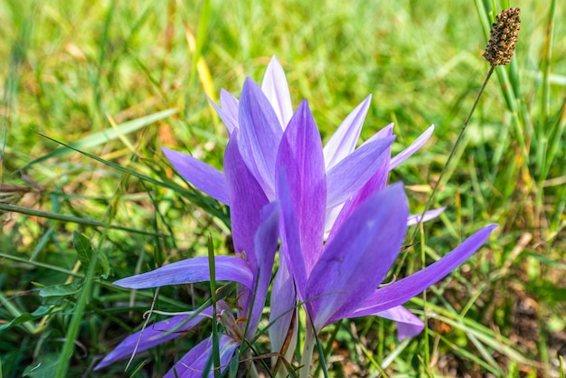 Crocus violets sur une prairie de montagne