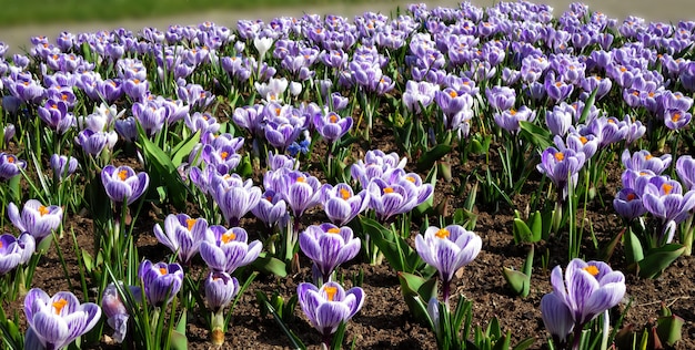 Crocus