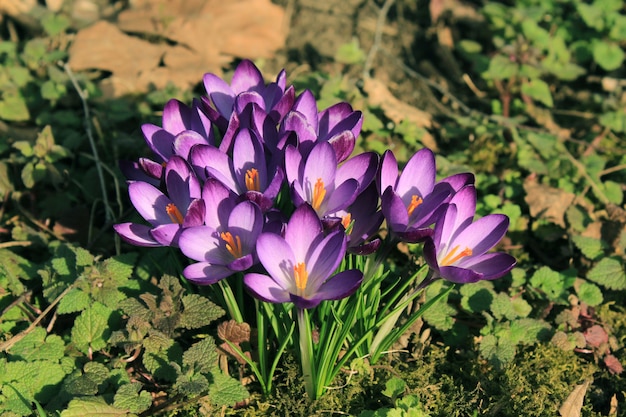 Photo crocus