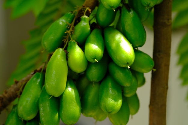 croire wuluh. Averrhoa bilimbi est un arbre fruitier du genre Averrhoa, famille des Oxalidacées