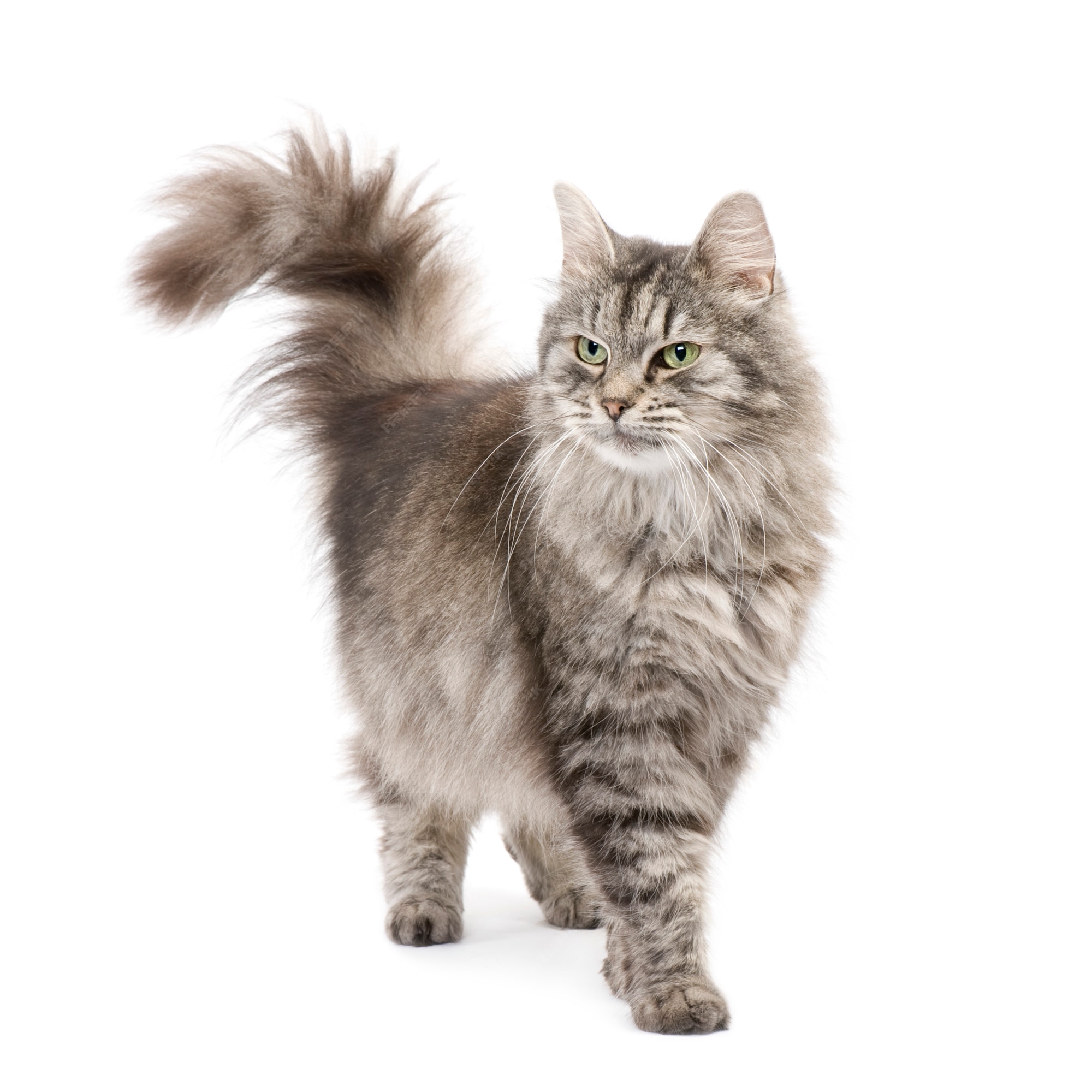 Croisement Chat Siberien Et Chat Persan Photo Premium