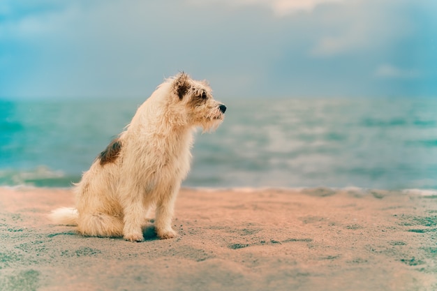 Croisement de chien poilu brun blanc assis sur la plage