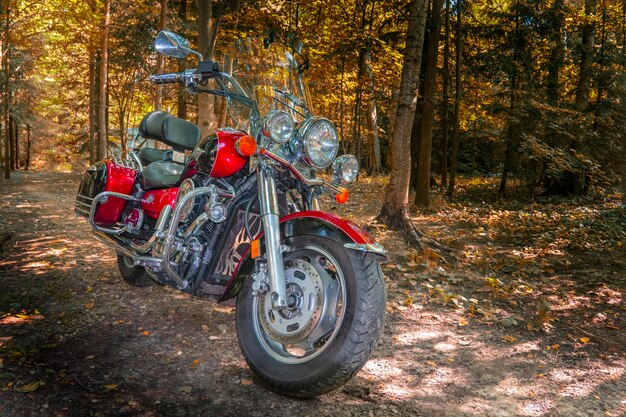 Croiseur moto haute puissance en chemin forestier chemin forestier d'automne parc ensoleillé