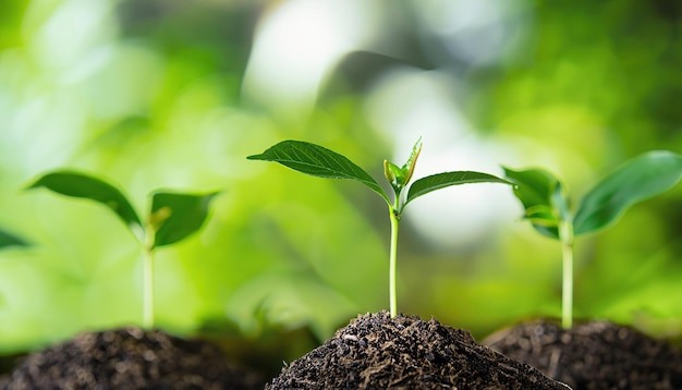 Croissance arbre jeune plante Fond vert naturel