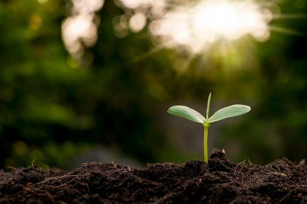 Croissance des arbres et arbres poussant sur le sol, les ressources naturelles et le concept de conservation de l'environnement.