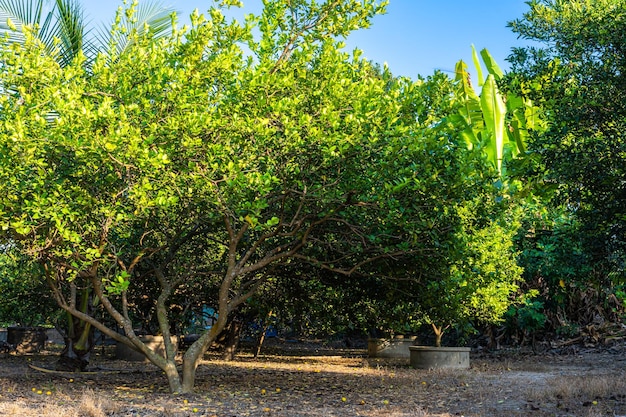 Croissance des arbres de citrons verts sur l'étang de ciment dans un jardin d'agrumes en thaïlande