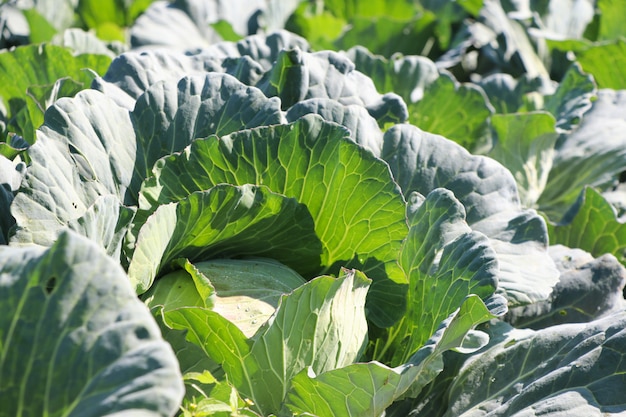 Croissance de la couleur verte du chou et fraîcheur en été à la ferme de Thaïlande